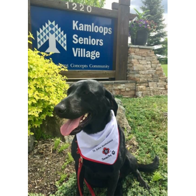 Cooper: In-service Therapy Dog